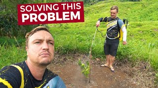 My Calamansi Farm Has A PROBLEM (How We Are Fixing It)  Philippines Agriculture