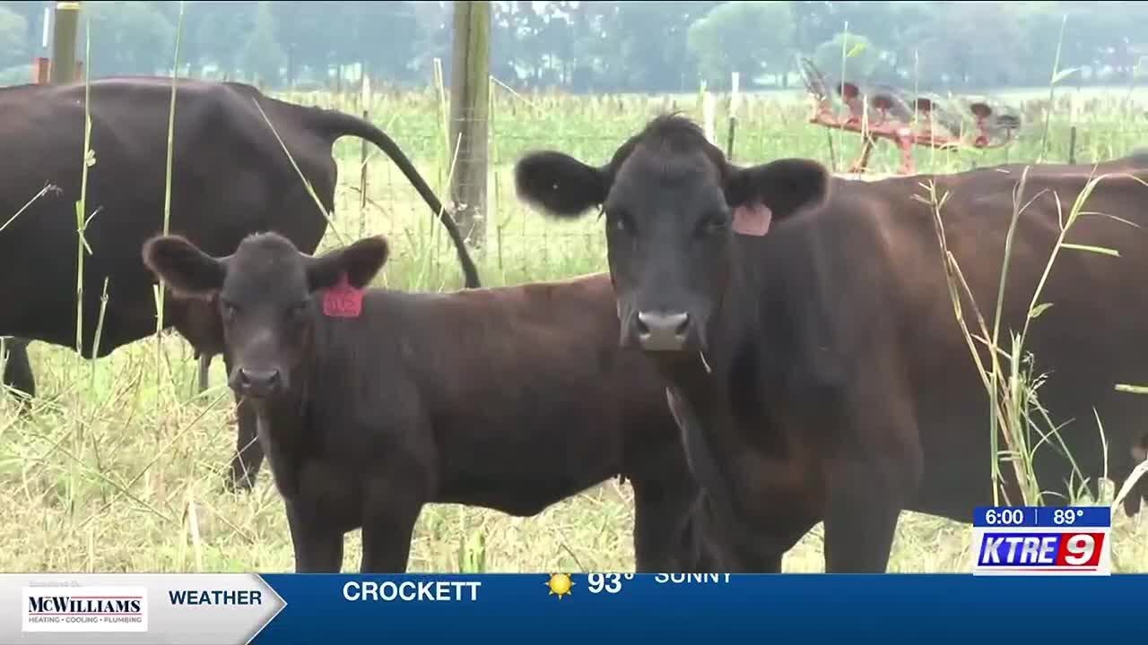 ‘Way too expensive’: East Texas ranchers struggle as beef prices reach record high