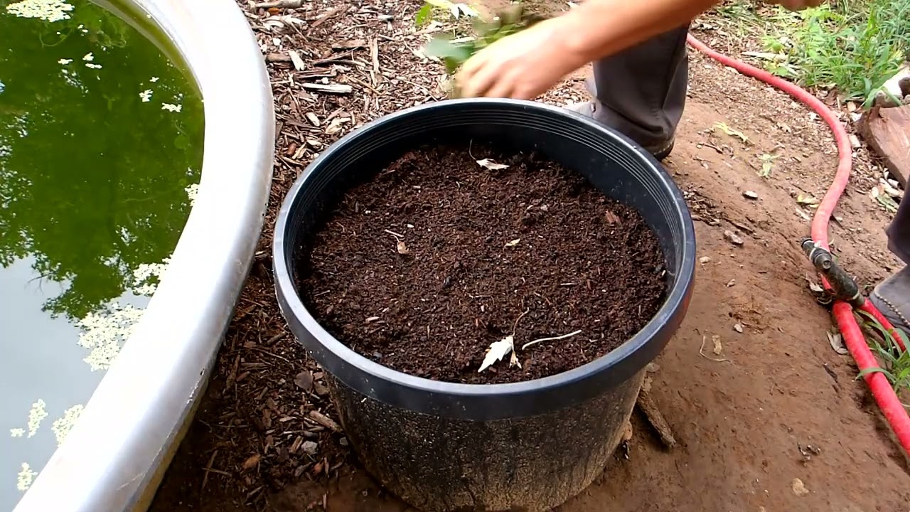 Quick Tree Inventory