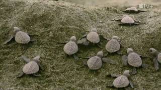 Prehistoric Planet OSP [2022] - Hell Creek Turtles Screen Time