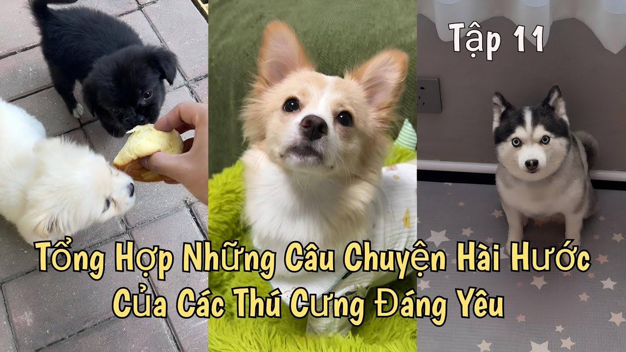 Сборник забавных историй о милых питомцах - Эпизод 11 || Обзор Song Tử