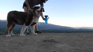 AutoDogMug one handed Travel Mug for your Dog