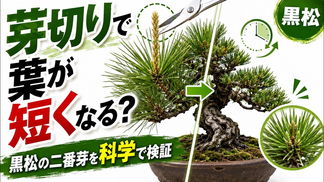 A small pot of Ezo pines - YouTube