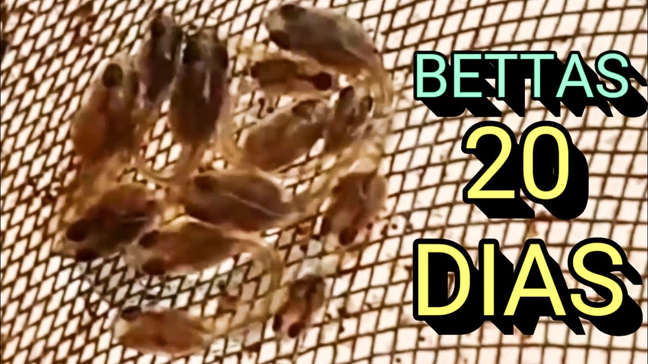 Bettas com 20 dias crescendo na VELOCIDADE DA LUZ. [Continuando a Série]
