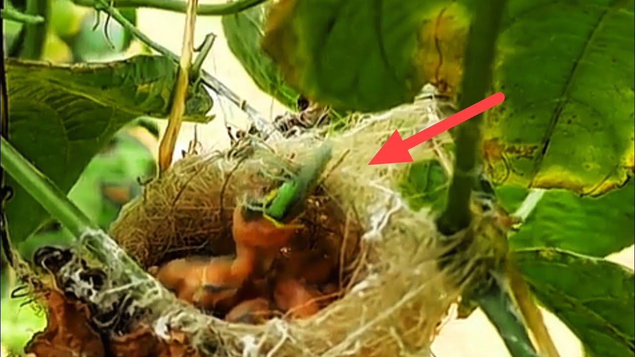 INI GILA, SEPERTI INI MAKANAN BAYI BURUNG