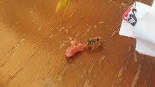 Bee steals meat by TV 2 관리자 3,611 views 3 years ago 26 seconds