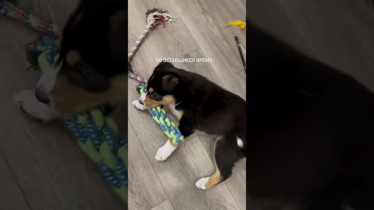 Идеальные игрушки для щенка WB 