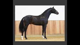 First Date De Hengst Die Bij Evita Past Danielle Van Mierlo