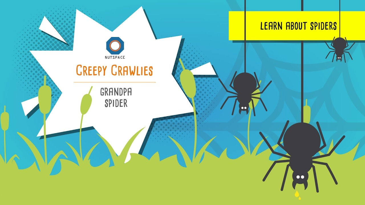 Creepy Crawlies Story Grandpa Spider Learn About Spiders Youtube