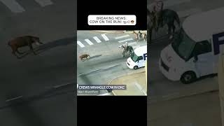 BREAKING NEWS: COW ON THE RUN! 🐄💨🤠#shorts #cowboys