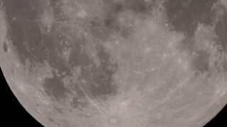 Bats In Front of The Full Moon