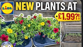 NEW Plants at Lidl: Sunday 12th April Update + Sweet Pea Planting