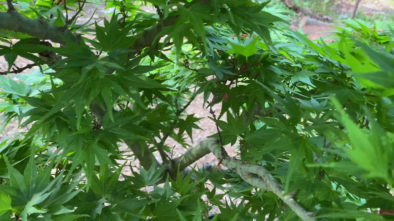 Spring 2020 Japanese Maple Garden