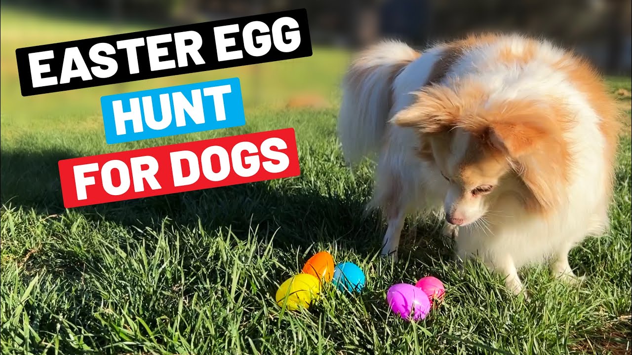 Setting Up An Easter Egg Hunt For Your Dogs (Practical Tips)