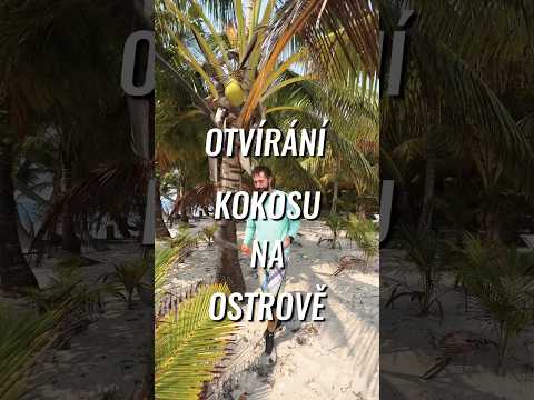 Video: Dozrají kokosy ze stromu?