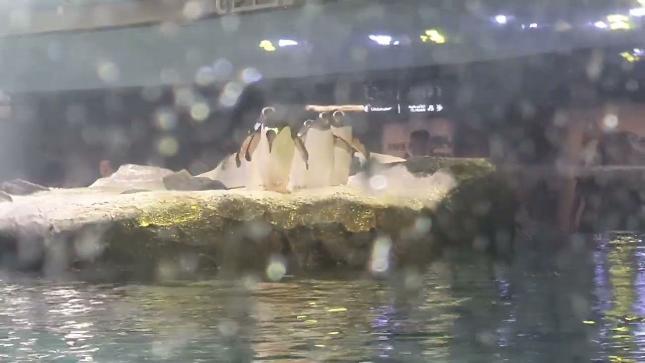 Penguins falling into the water 💦🐧