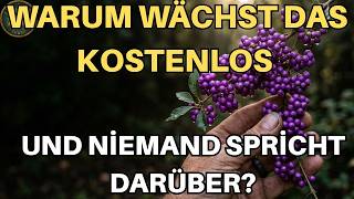 Diese Wildpflanze vertreibt Mücken wie DEET – und wächst in jeder Hecke