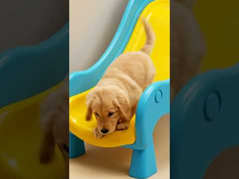 귀여운 골든 리트리버 강아지가 미끄럼틀 타다 뒤집어짐 😂🐶 #shorts