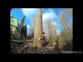 Валка больших деревьев, подборка. Big tree felling compilation (Russia)