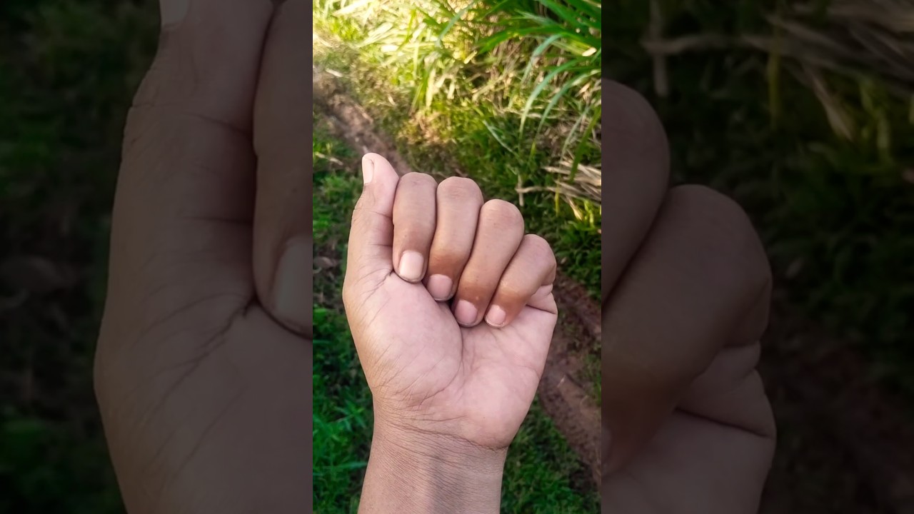 The tame adult grasshopper