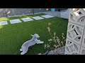 Bedlington Terrier - 6 months old の動画、YouTube動画。