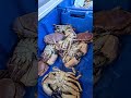 Рыбный рынок в Голландии, всё только свежак.