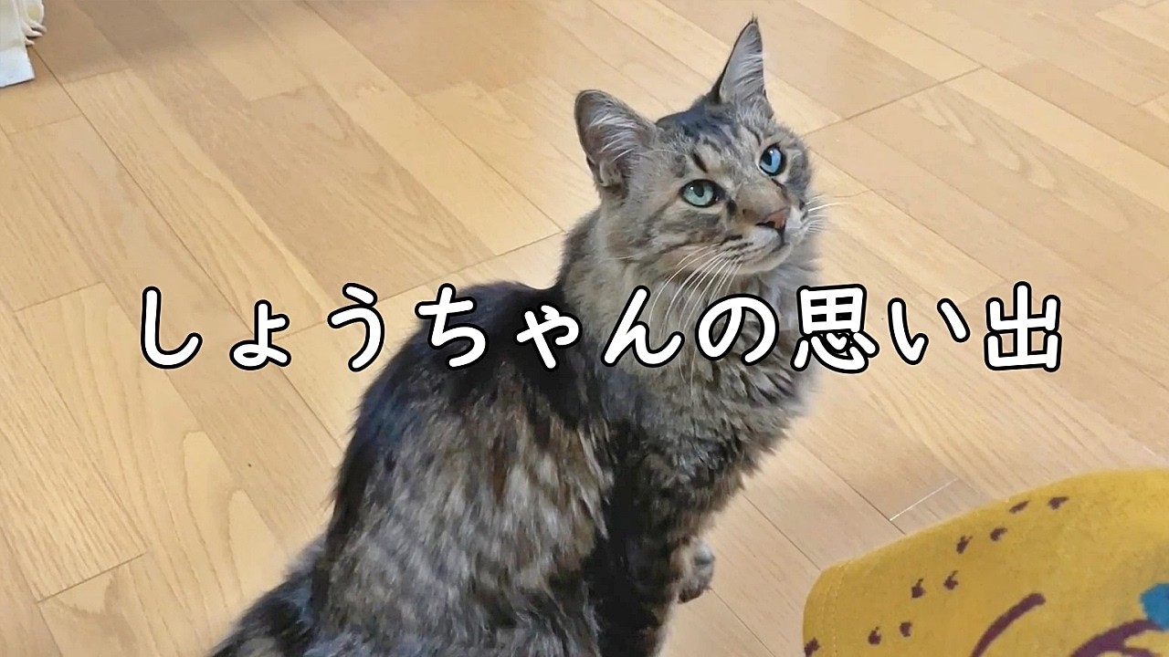 愛猫が眠りについて一年経ちました【しょうちゃんの思い出】