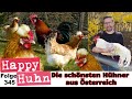 TOP5 Die schönsten Hühnerrassen aus Österreich! Altsteirer, Sulmtaler, Steinpiperl - HAPPY HUHN E345