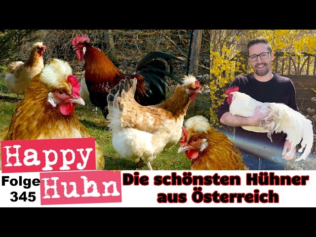 TOP5 Die schönsten Hühnerrassen aus Österreich! Altsteirer, Sulmtaler, Steinpiperl - HAPPY HUHN E345 class=