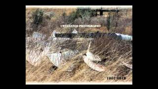 Windmills.avi