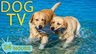 DOG TV: Videos Anti-Anxiety & Relaxing for Dogs Home Alone - Best Happy Music for Dogs screenshot 4