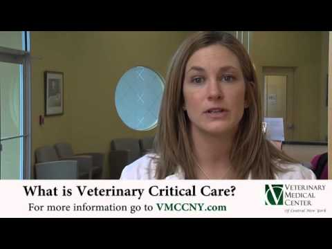 Video: Animal Hospital Pharmacy: Understanding What's In Your Pet's Medicine