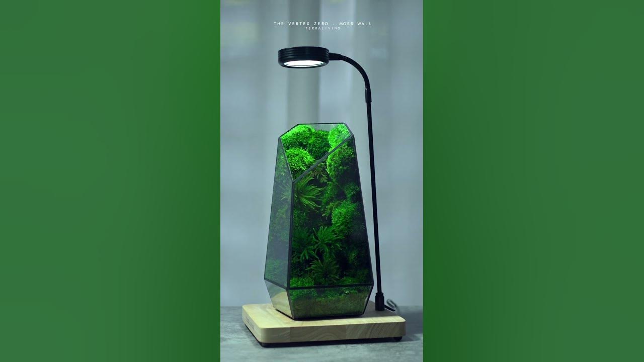 Vertex ZERO Pure Moss Wall Terrarium - Terrarium Creations