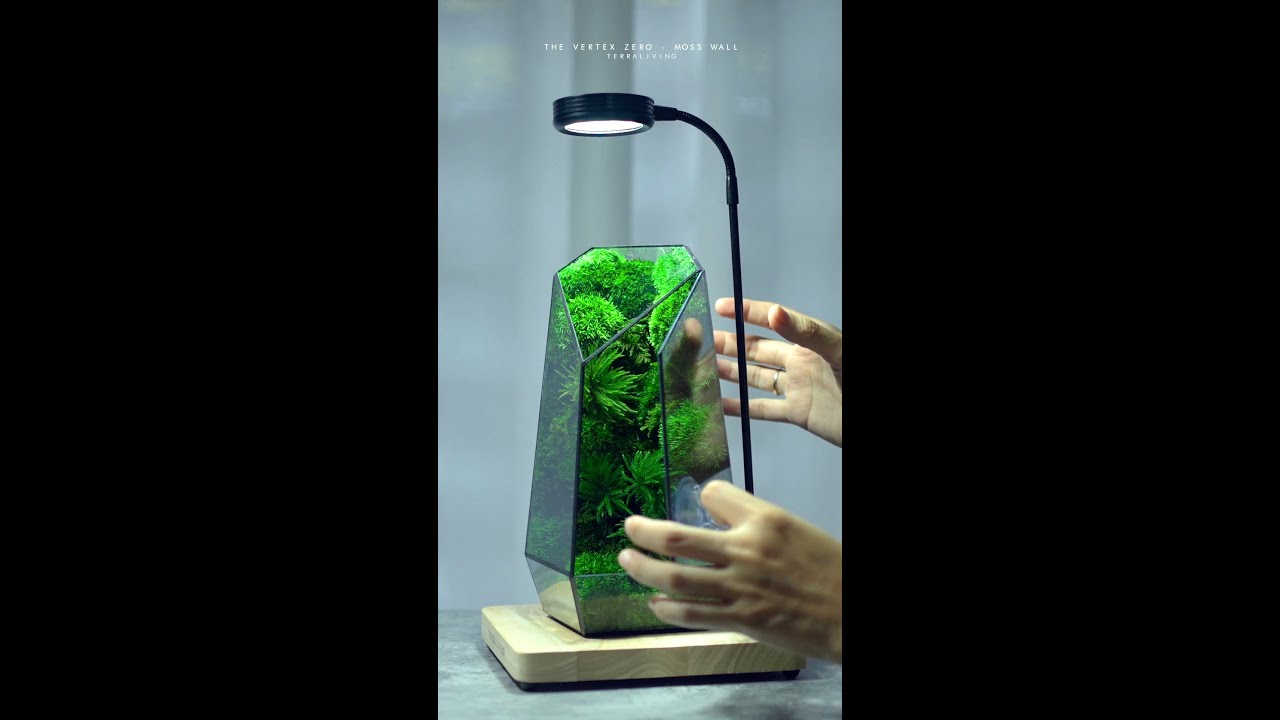 ASMR - How to display your newly arrived Vertex ZERO - Moss Wall terrarium?