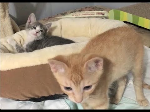 cats eating litter One Of The Hot Mess Kittens Is A Female!?! - #26 - Weekend Visitor