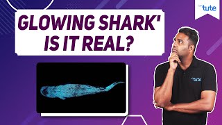 Facts about Glowing Sharks| letstute | #shorts #ytshorts #sharks screenshot 4