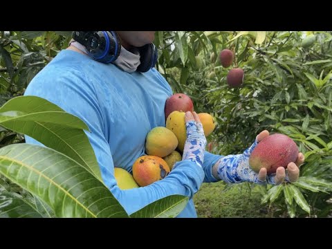 Mangos Are Ready to Order