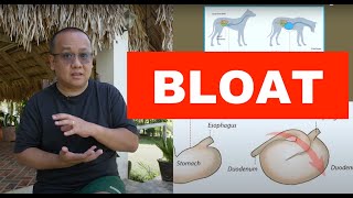 DIAGNOSIS: BLOAT | ARABIA THE 14MONTHS OLD ALABAI