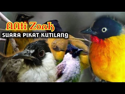 Suara pikat burung kutilang Emas vs kutilang perak Ampuh..