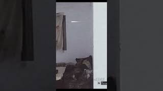 its a real diable ? At my house, caught on camera gremlins ghost