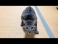 子猫に寝なさいと叱ったら凶暴化して襲いかかってきた...