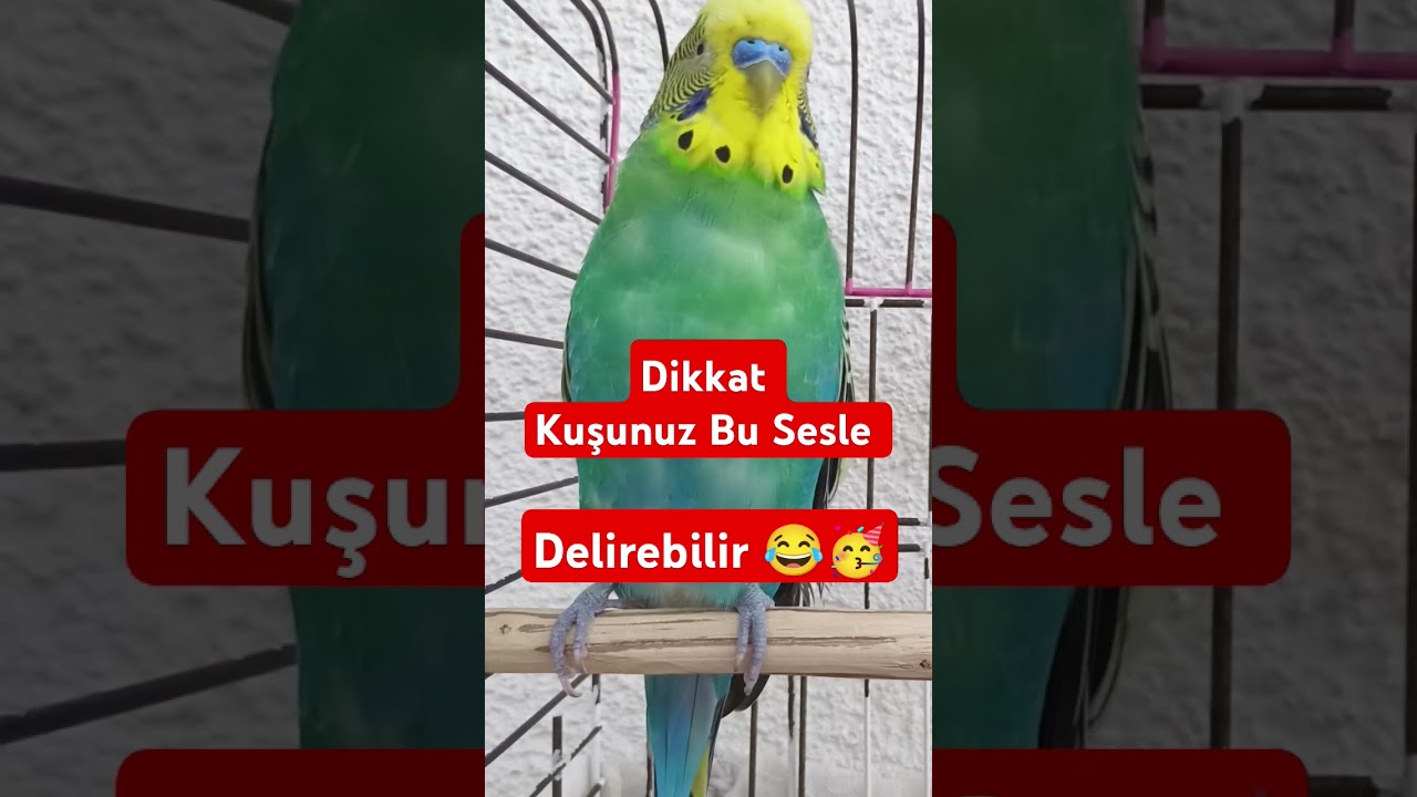 Dikkat Kuşunuz Çıldırabilir 🥳 #muhabbetkuşu #birdsong #birds #talkingparot #muhabbetkuşufıstık