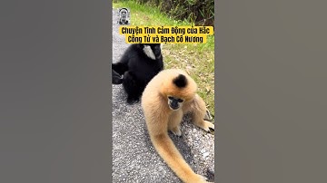 Chuyện Tình Cảm Động Giữa Hắc Công Tử Và Cô Nương #độngvậthoangdã #hắccôngtử