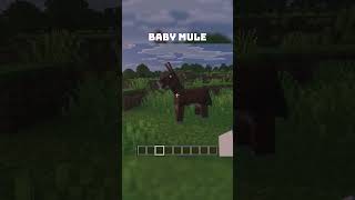 New Baby Mule Minecraft | Minecraft Update #minecraft #minecraftupdate #cat #minecraftmobs #gaming