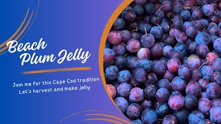 Beach Plum Jelly- let’s harvest and make! #capecod #preserving #foraging