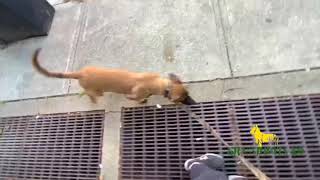 Nelson | Environmental Exposure | Grassroots K9
