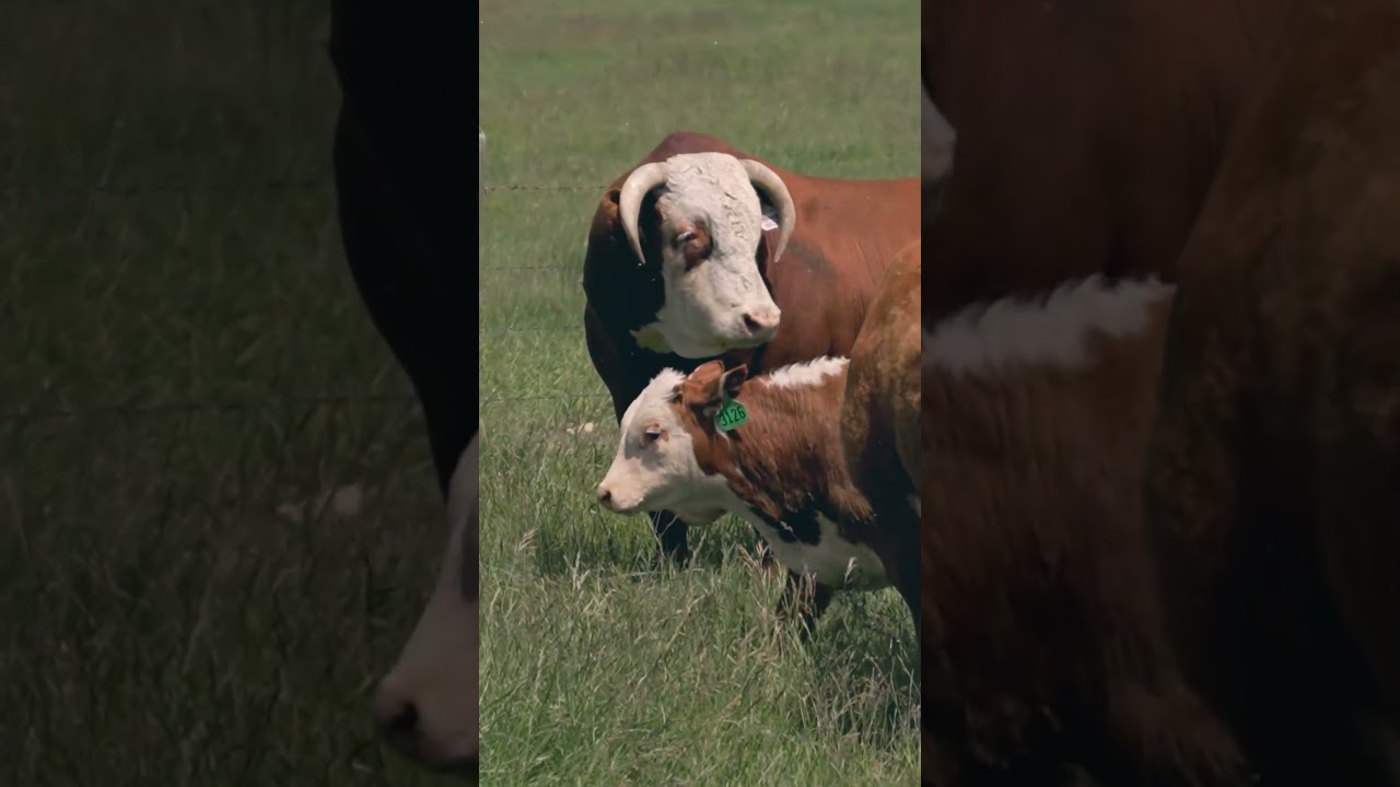 Holden Herefords - Cabaña estadounidense de 