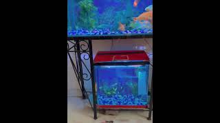 #fish #aquarium #water #fishtank #colourful #good #hobby #reels #shorts #bareilly