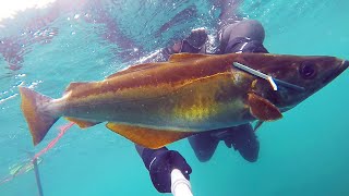 Uk Spearfishing Shore Diving For Big Pollock And Mullet Catch And Cook