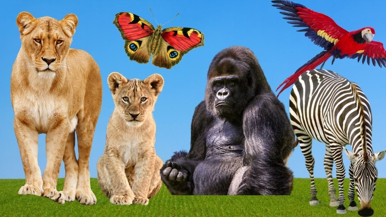 Animal sounds  Soothing 4K Footage of Small and Adorable Birds